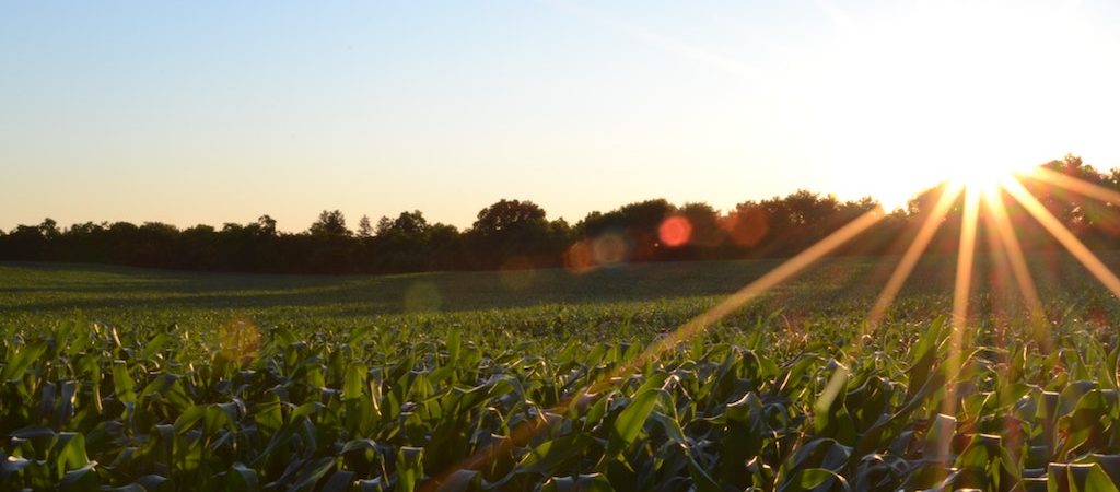 Young Farmers