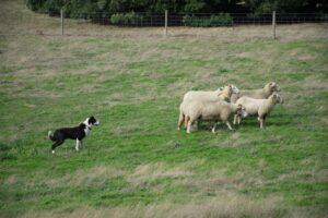 Sheepdog