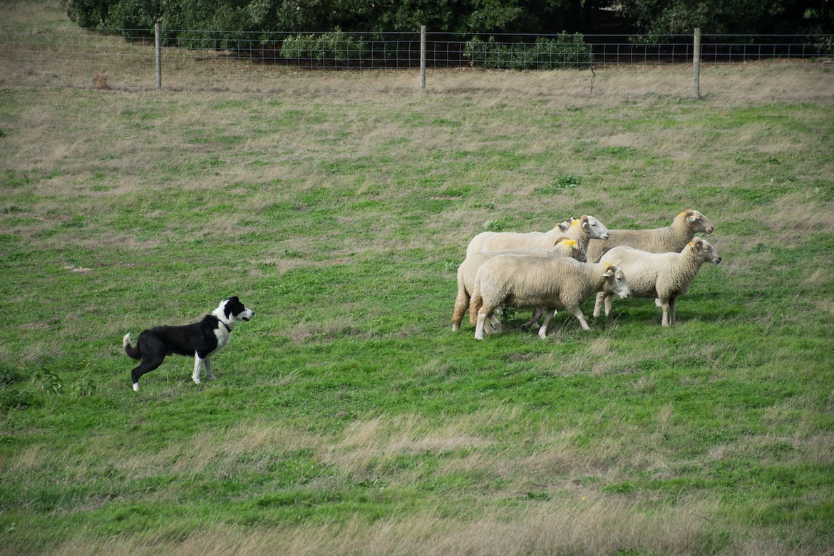 Sheepdog